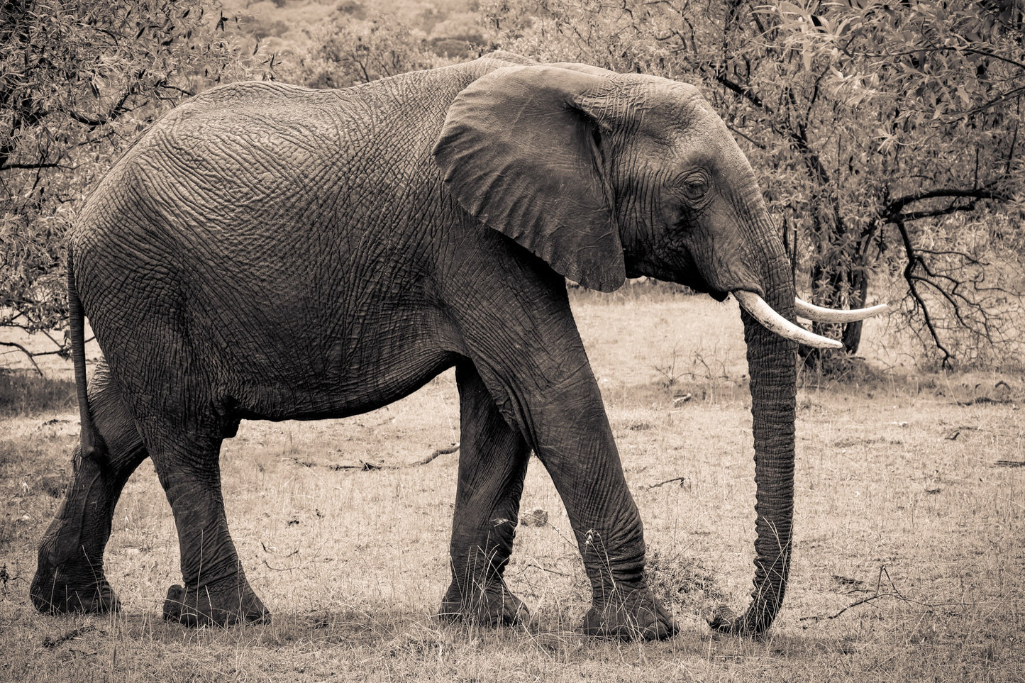 B/W Print Series — Elephant SR.06