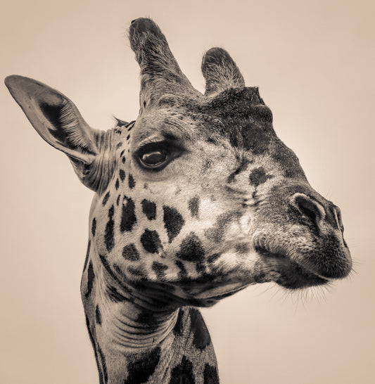 B/W Print Series — Giraffe SR.01